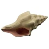 Bioscape Murex Shell 17.5cm