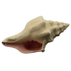 Bioscape Murex Shell 17.5cm