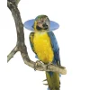 Buster Clic Bird Collar