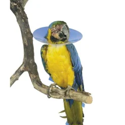 Buster Clic Bird Collar