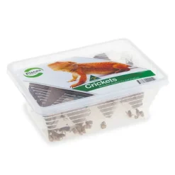 Pisces Crickets LIVE - CLICK & COLLECT ONLY