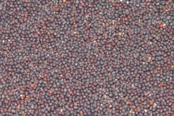 Premium Bird Seed Canola 3kg