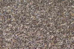 Premium Bird Seed Niger Seed