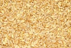 Premium Bird Seed Wheat 3kg